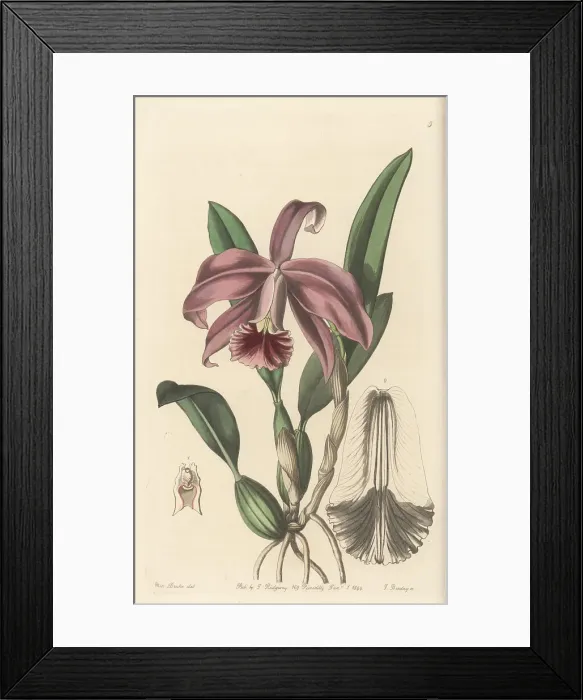 Framed Print : Dwarf sophronitis orchid, Cattleya pumila Framed Print : Dwarf sophronitis orchid, Cattleya pumila
