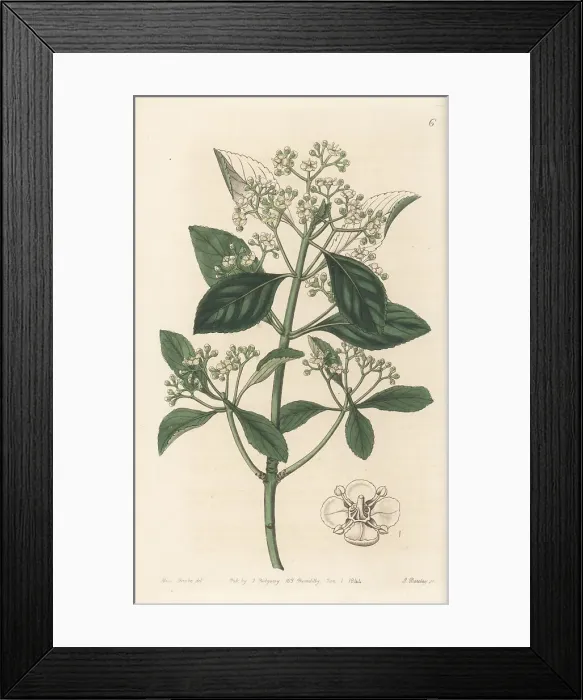 Framed Print : Fortune's spindle, Euonymus fortunei Framed Print : Fortune's spindle, Euonymus fortunei