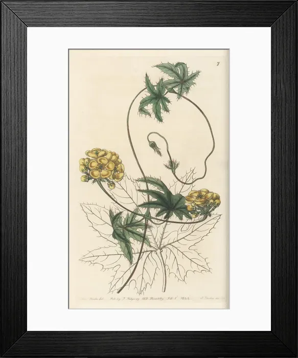 Framed Print : Amazonvine, Stigmaphyllon jatrophifolium Framed Print : Amazonvine, Stigmaphyllon jatrophifolium