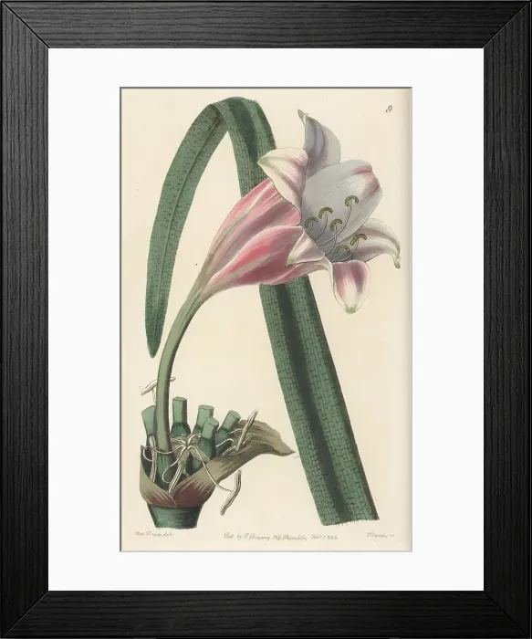 Framed Print : Rose-coloured changeable crinum, Crinum variabile Framed Print : Rose-coloured changeable crinum, Crinum variabile