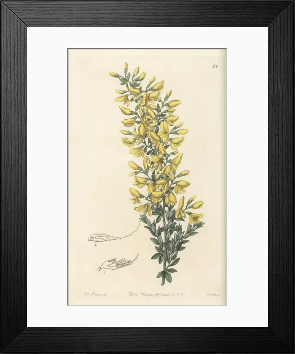 Framed Print : Madeira broom, Genista tenera