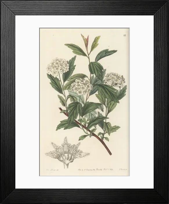 Framed Print : May bush, Spiraea cantoniensis Framed Print : May bush, Spiraea cantoniensis