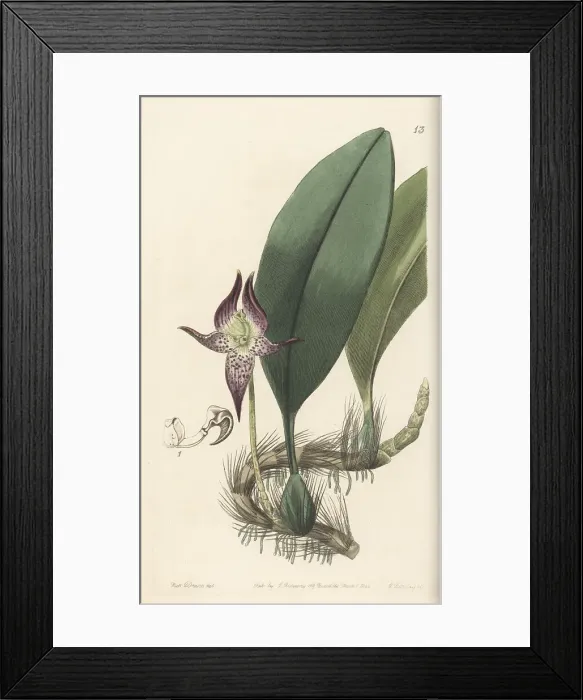 Framed Print : Large-flowered bulbophyllum, Bulbophyllum macranthum Framed Print : Large-flowered bulbophyllum, Bulbophyllum macranthum