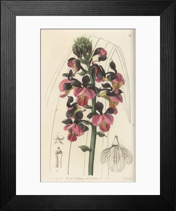 Framed Print : Yellowspike orchid, Polystachya elastica Framed Print : Yellowspike orchid, Polystachya elastica
