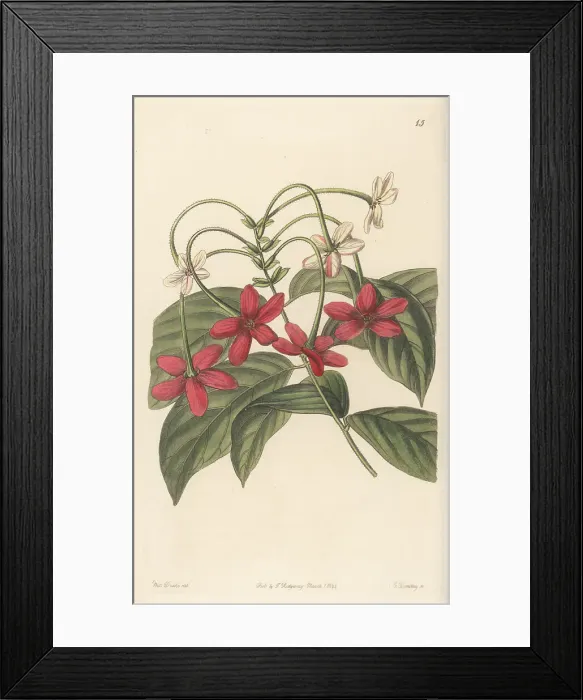 Framed Print : Rangoon creeper, Combretum indicum Framed Print : Rangoon creeper, Combretum indicum