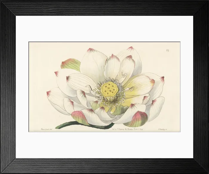 Framed Print : Sacred lotus, Nelumbo nucifera Framed Print : Sacred lotus, Nelumbo nucifera