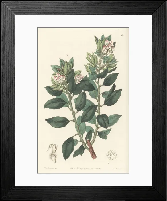 Framed Print : Pointleaf manzanita, Arctostaphylos pungens Framed Print : Pointleaf manzanita, Arctostaphylos pungens