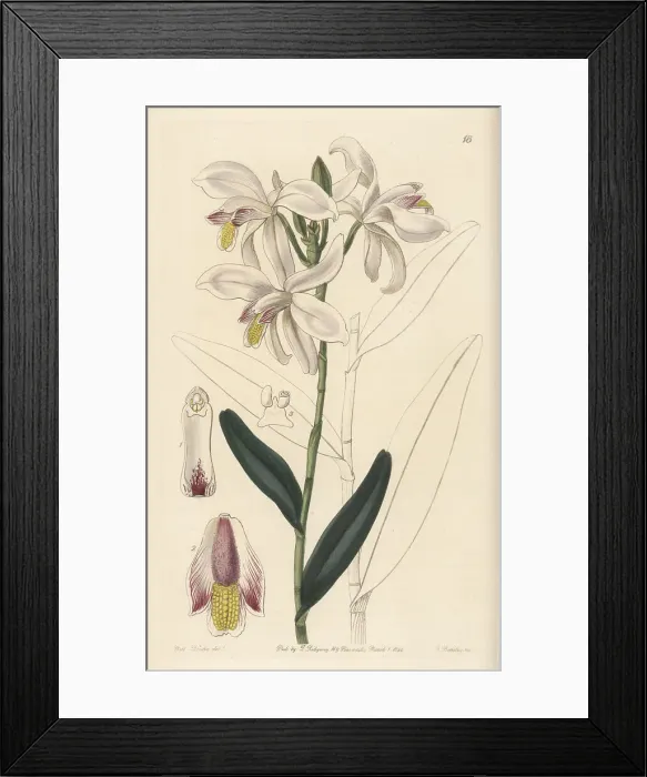 Framed Print : Pale reed orchid, Bromheadia finlaysoniana Framed Print : Pale reed orchid, Bromheadia finlaysoniana