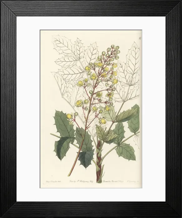 Framed Print : Pale ash-leaved berberry, Berberis pallida Framed Print : Pale ash-leaved berberry, Berberis pallida