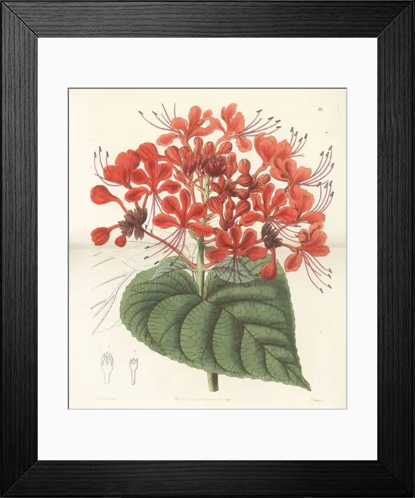 Framed Print : Bhat or hill glory bower, Clerodendrum infortunatum Framed Print : Bhat or hill glory bower, Clerodendrum infortunatum