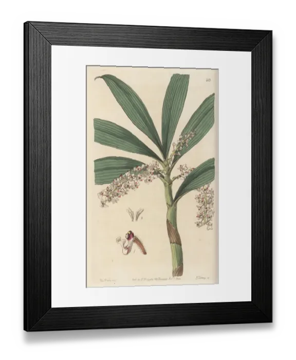 Framed Print : Pinalia floribunda orchid Framed Print : Pinalia floribunda orchid