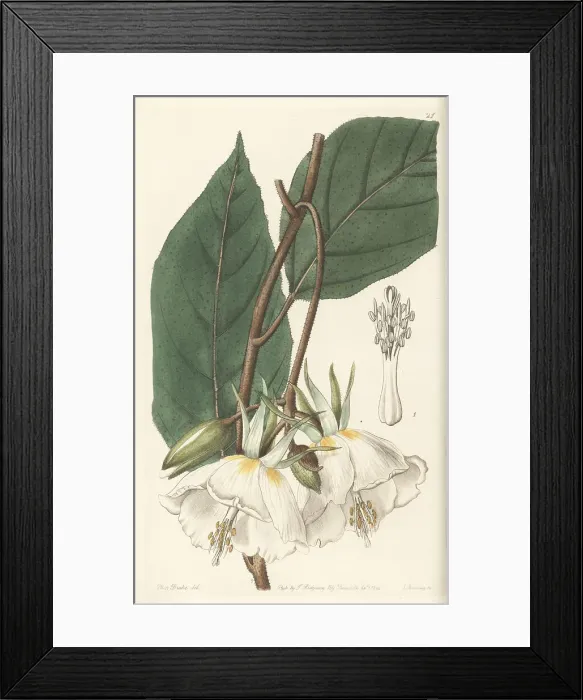 Framed Print : Large-flowered trochetia, Trochetia grandiflora Framed Print : Large-flowered trochetia, Trochetia grandiflora