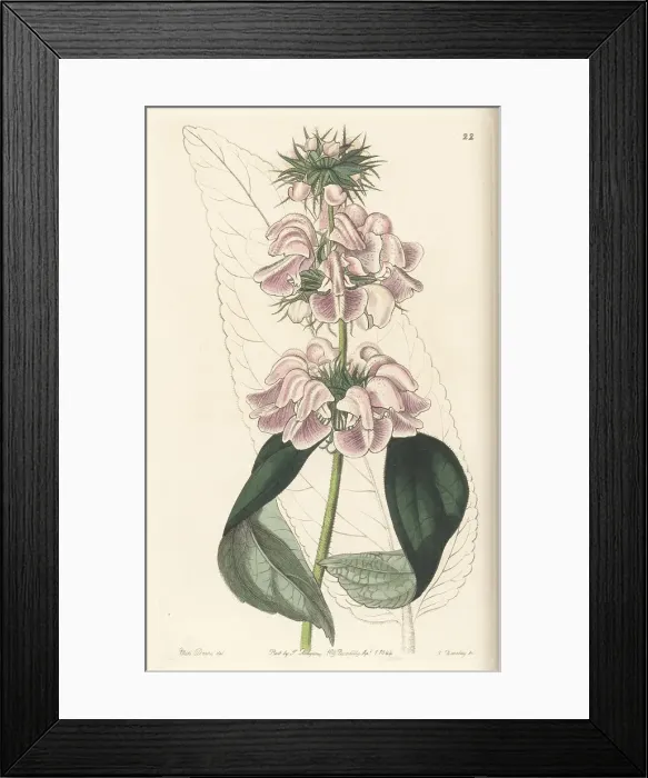 Framed Print : Kashmir sage or Cashmere phlomis, Phlomis cashmeriana Framed Print : Kashmir sage or Cashmere phlomis, Phlomis cashmeriana