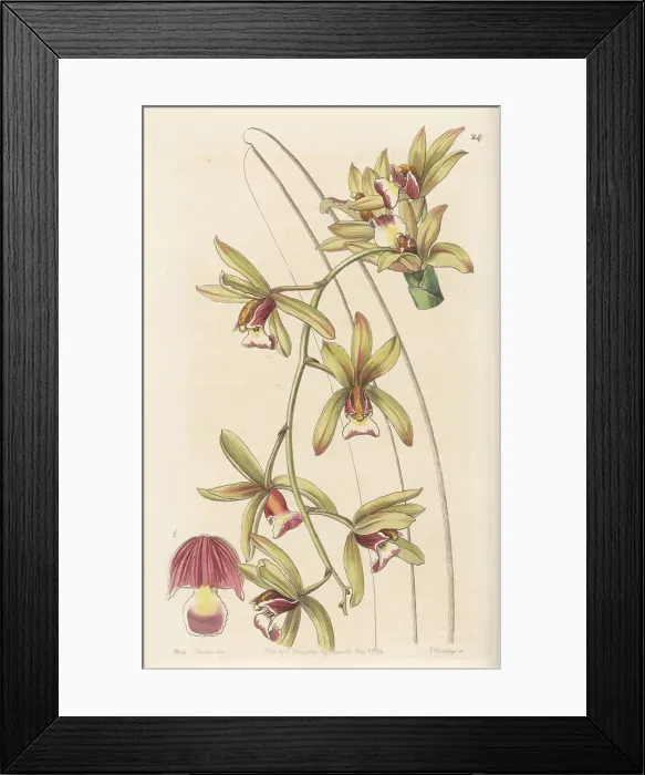 Framed Print : Boat orchid, Cymbidium finlaysonianum Framed Print : Boat orchid, Cymbidium finlaysonianum