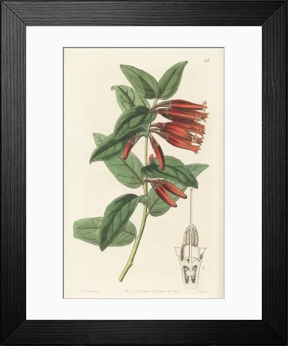 Framed Print : Macleania insignis Framed Print : Macleania insignis
