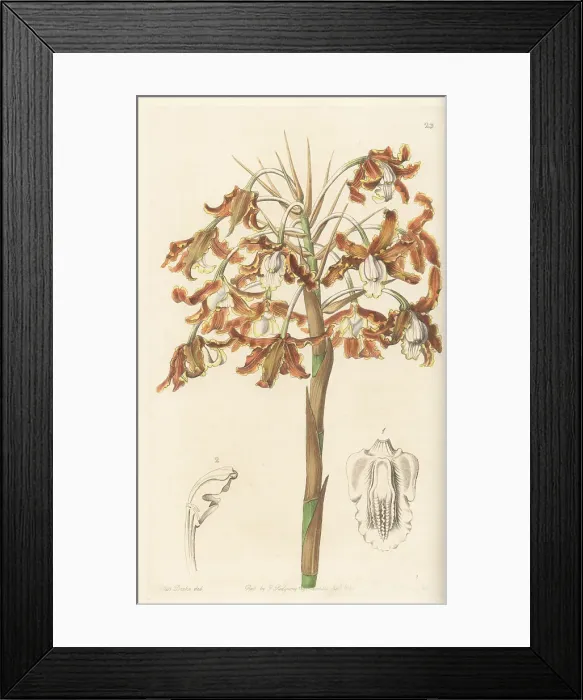 Framed Print : Laelia marginata orchid Framed Print : Laelia marginata orchid