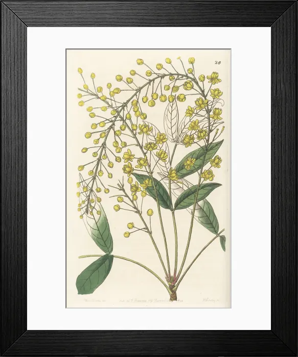 Framed Print : Thin ash-leaved berberry, Berberis tenuifolia Framed Print : Thin ash-leaved berberry, Berberis tenuifolia