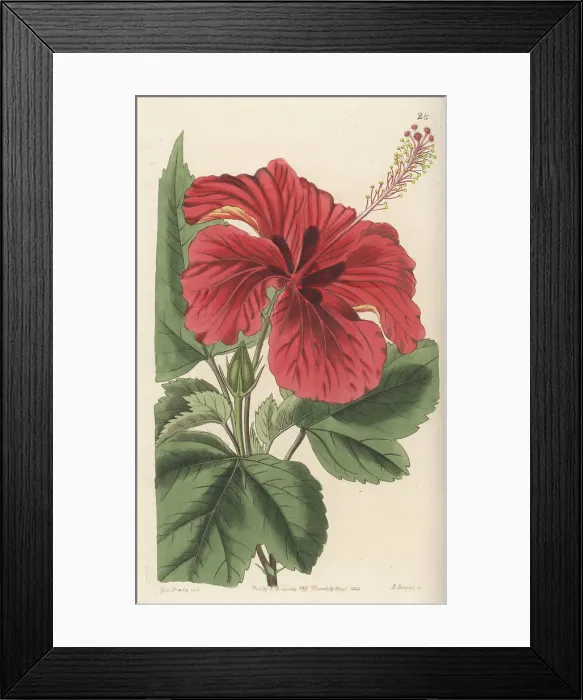 Framed Print : Hybrid rose mallow Framed Print : Hybrid rose mallow