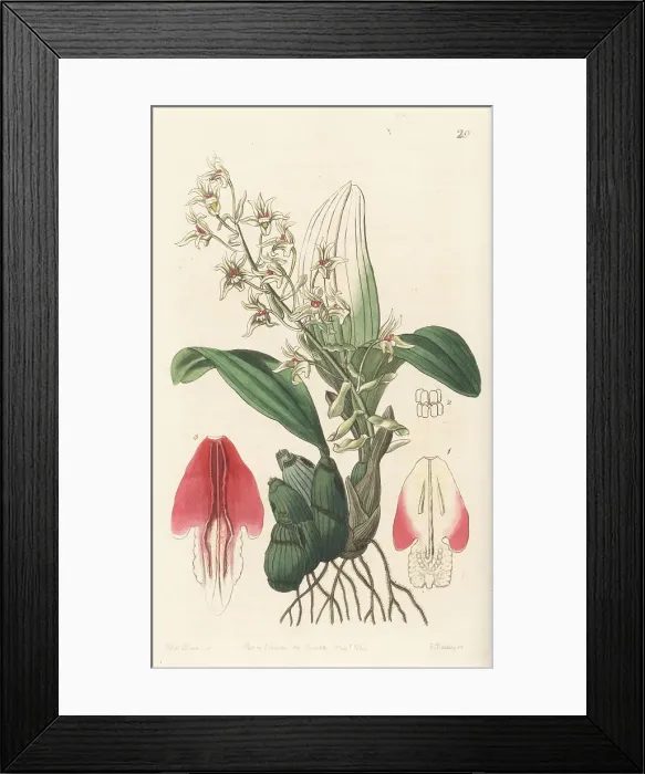 Framed Print : Pinalia bractescens orchid Framed Print : Pinalia bractescens orchid