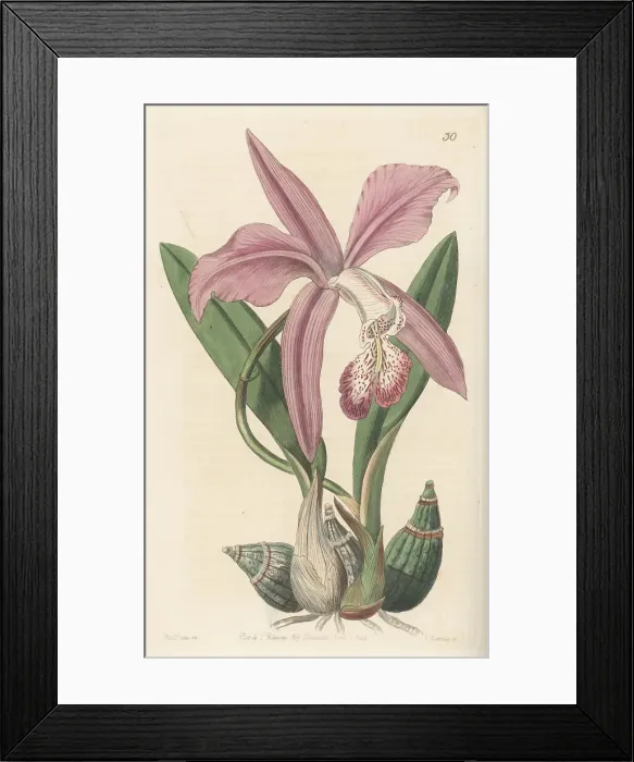 Framed Print : Mayflower orchid, Laelia speciosa Framed Print : Mayflower orchid, Laelia speciosa