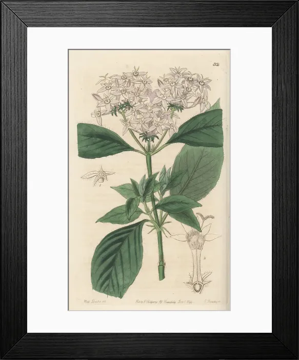 Framed Print : Egyptian starcluster, Pentas lanceolata subsp. cymosa Framed Print : Egyptian starcluster, Pentas lanceolata subsp. cymosa