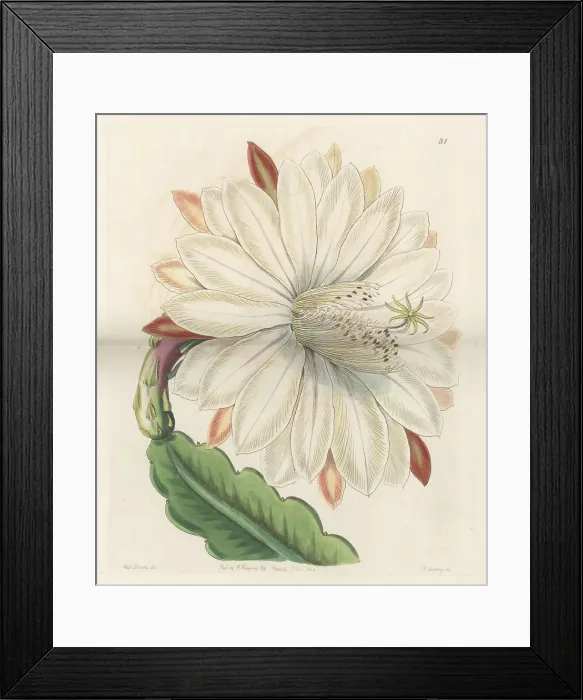 Framed Print : Crenate orchid cactus, Disocactus crenatus Framed Print : Crenate orchid cactus, Disocactus crenatus