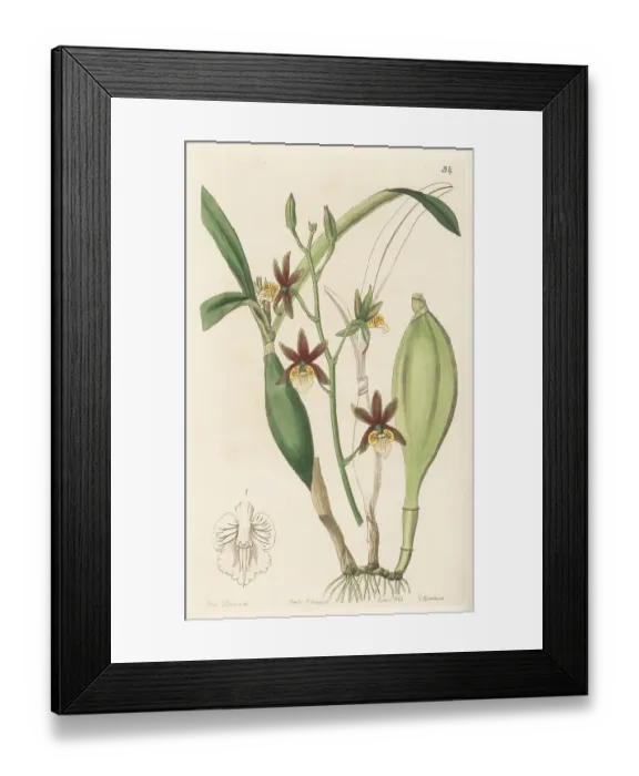 Framed Print : Prosthechea pterocarpa orchid Framed Print : Prosthechea pterocarpa orchid