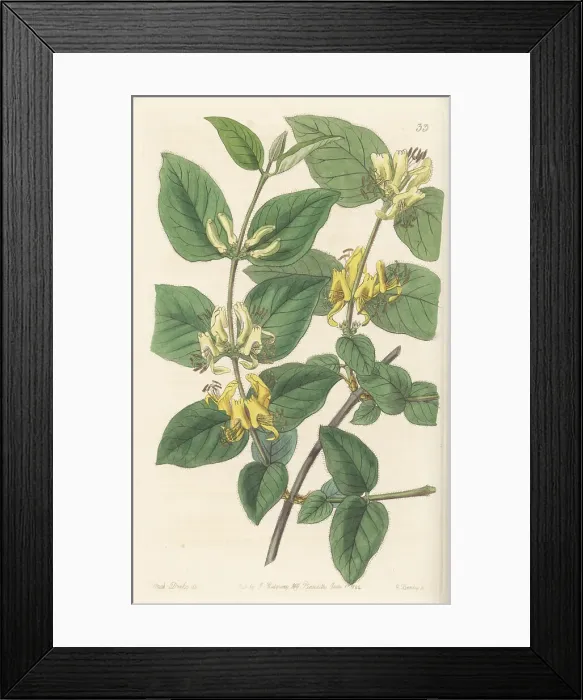 Framed Print : Various-leaved fly honeysuckle, Lonicera diversifolia Framed Print : Various-leaved fly honeysuckle, Lonicera diversifolia