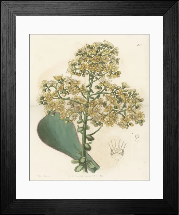 Framed Print : Aeonium undulatum Framed Print : Aeonium undulatum
