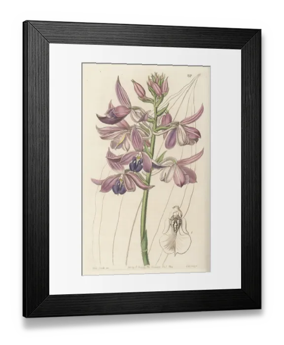 Framed Print : Lilac Christmas orchid, Calanthe masuca Framed Print : Lilac Christmas orchid, Calanthe masuca