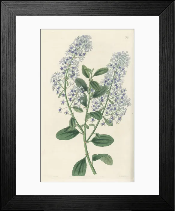 Framed Print : Blueblossom, Ceanothus thyrsiflorus Framed Print : Blueblossom, Ceanothus thyrsiflorus
