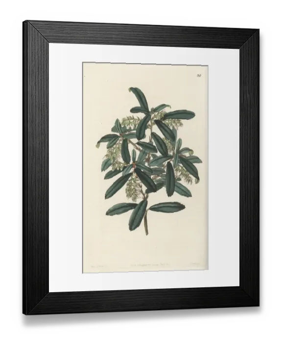 Framed Print : Climbing fetterbush, Pieris phillyreifolia Framed Print : Climbing fetterbush, Pieris phillyreifolia