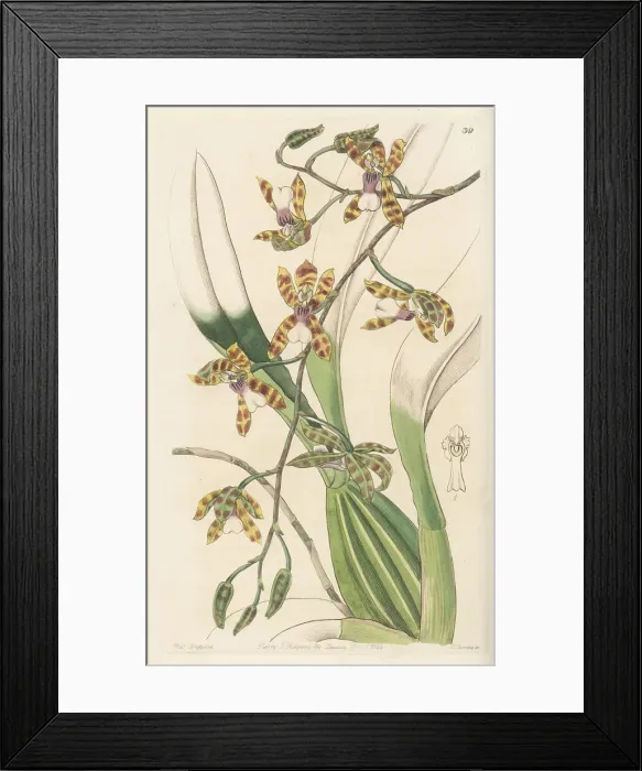 Framed Print : Oncidium laeve orchid Framed Print : Oncidium laeve orchid