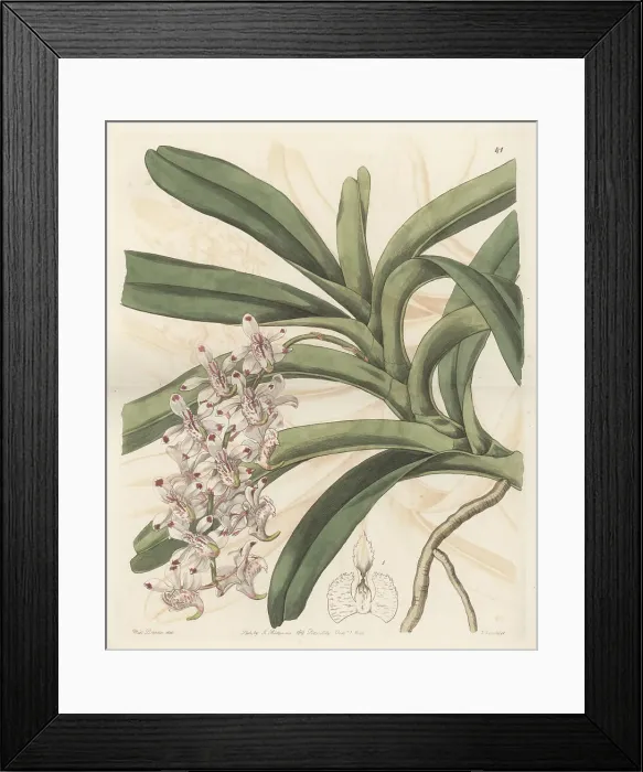 Framed Print : Aerides odorata orchid, endangered Framed Print : Aerides odorata orchid, endangered