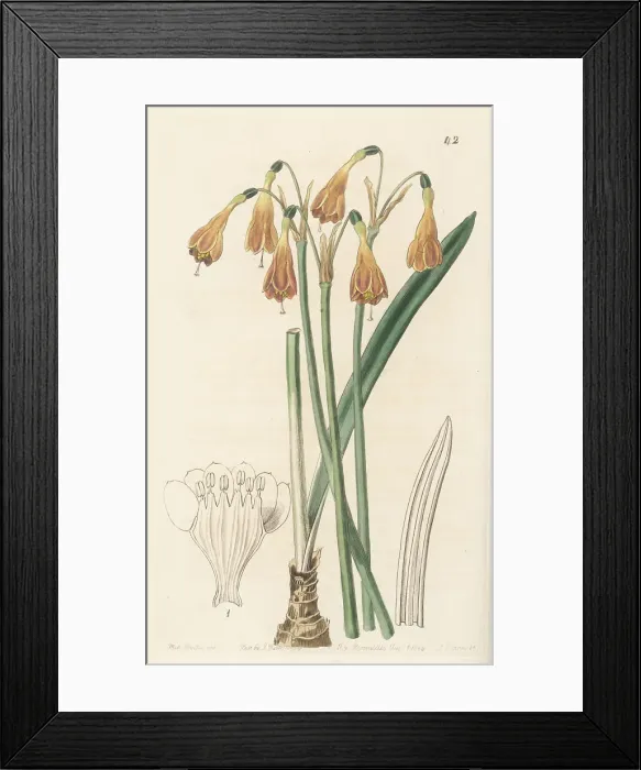 Framed Print : Stenomesson aurantiacum Framed Print : Stenomesson aurantiacum