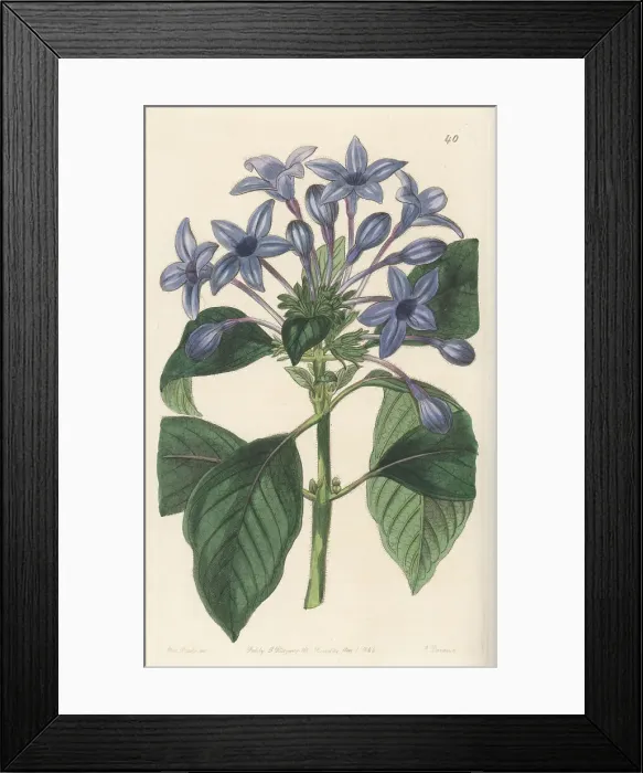 Framed Print : Porcelain blue hindsia, Hindsia violacea Framed Print : Porcelain blue hindsia, Hindsia violacea