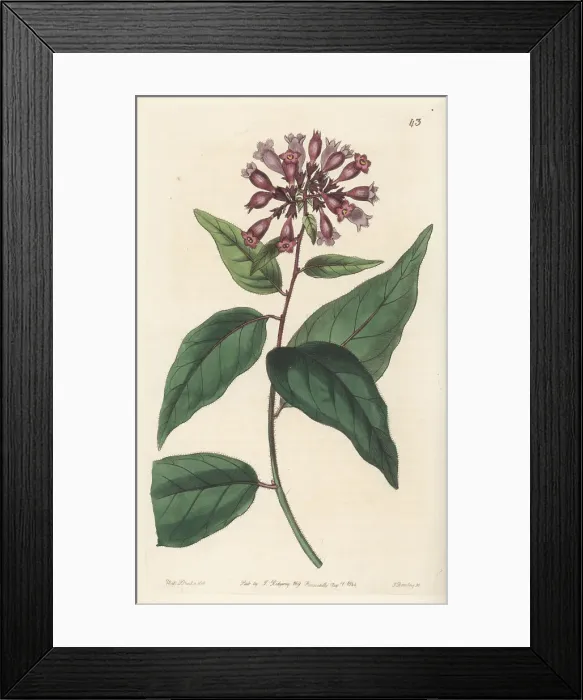 Framed Print : Purple cestrum, Cestrum elegans Framed Print : Purple cestrum, Cestrum elegans