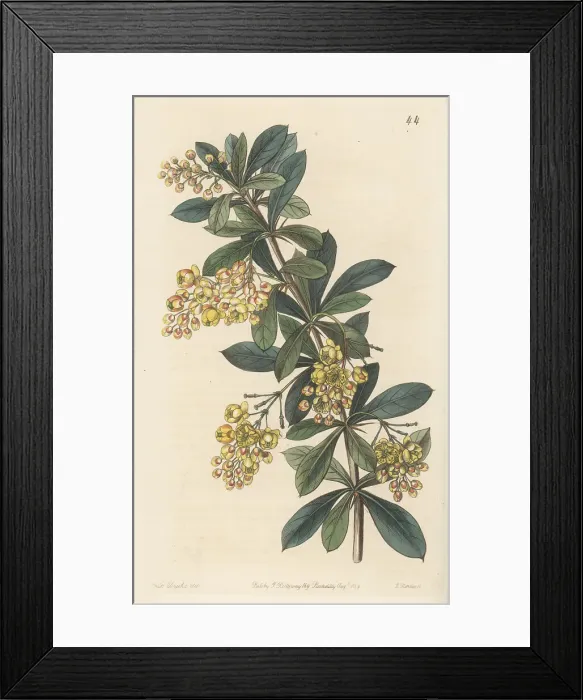 Framed Print : Umbellate berberry, Berberis umbellata Framed Print : Umbellate berberry, Berberis umbellata