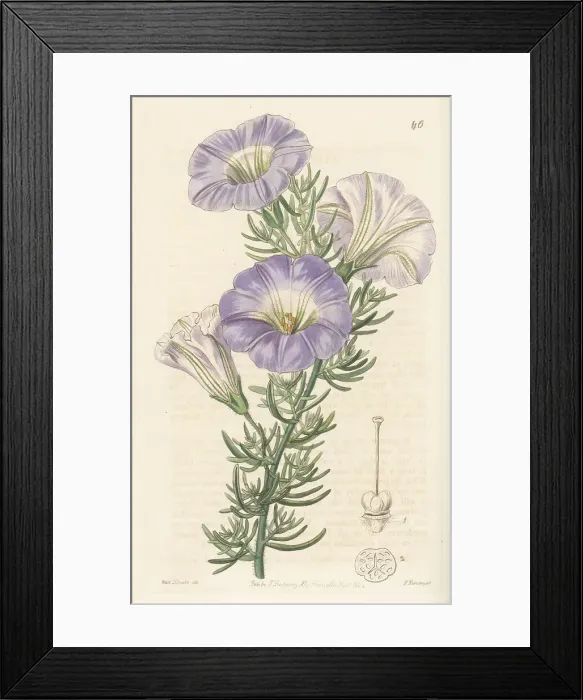 Framed Print : Chilean bell flower, Nolana coelestis Framed Print : Chilean bell flower, Nolana coelestis