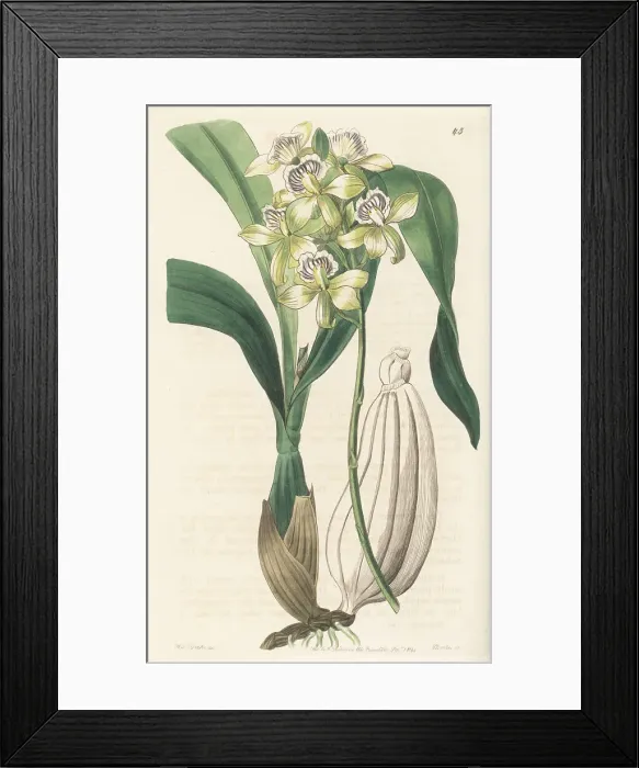 Framed Print : Appendage orchid, Prosthechea radiata Framed Print : Appendage orchid, Prosthechea radiata