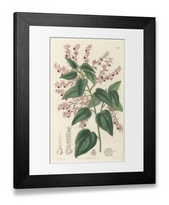 Framed Print : Helena velvet bush, Lasiopetalum bracteatum Framed Print : Helena velvet bush, Lasiopetalum bracteatum