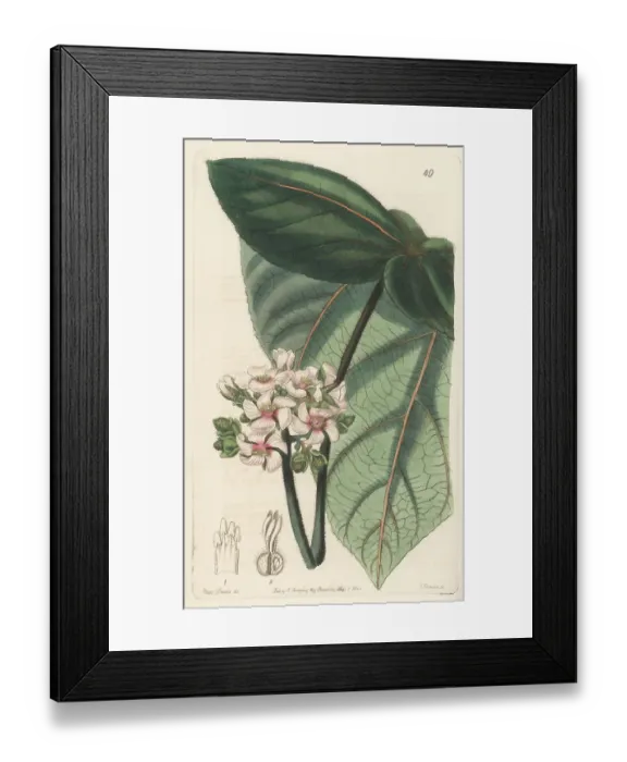 Framed Print : Pink astiria, Astiria rosea or Ruizia rosea. Extinct Framed Print : Pink astiria, Astiria rosea or Ruizia rosea. Extinct
