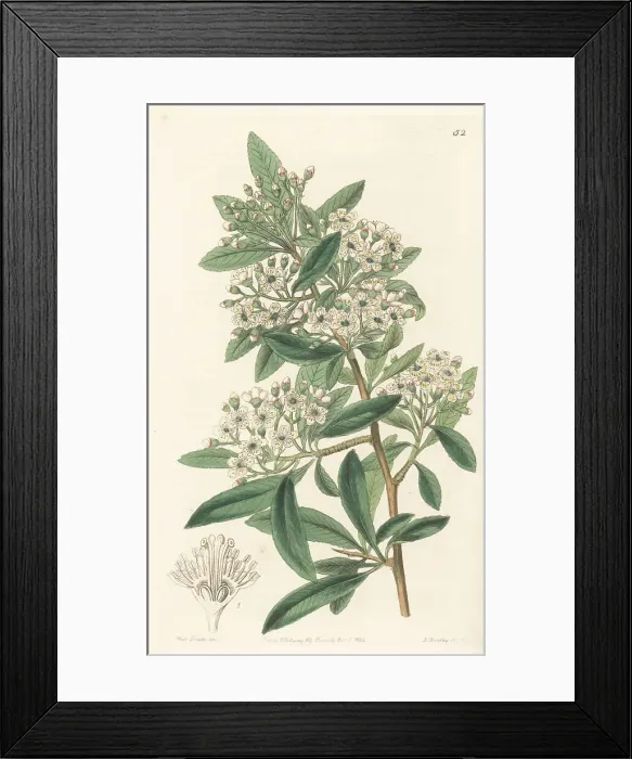 Framed Print : Nepal firethorn, Pyracantha crenulata Framed Print : Nepal firethorn, Pyracantha crenulata