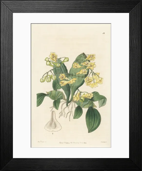 Framed Print : Flat-stemmed dendrobium, Dendrobium compressum Framed Print : Flat-stemmed dendrobium, Dendrobium compressum