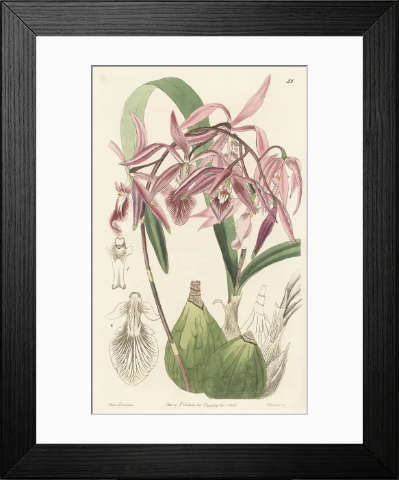 Framed Print : Encyclia adenocaula orchid Framed Print : Encyclia adenocaula orchid