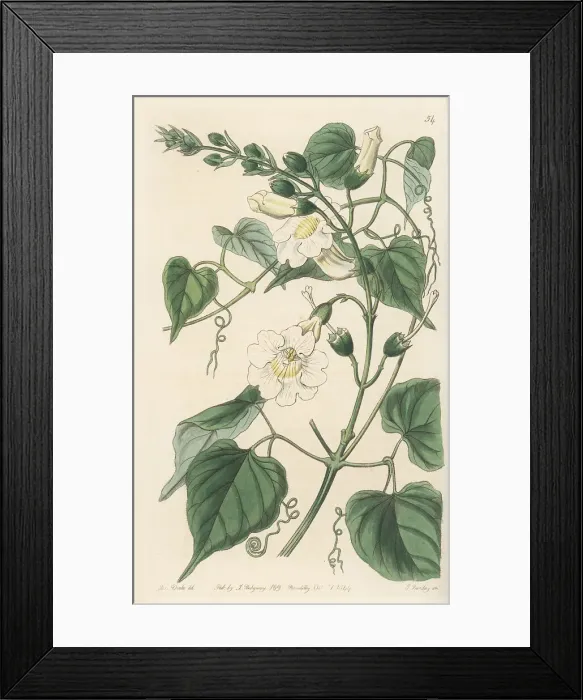 Framed Print : Amphilophium carolinae Framed Print : Amphilophium carolinae