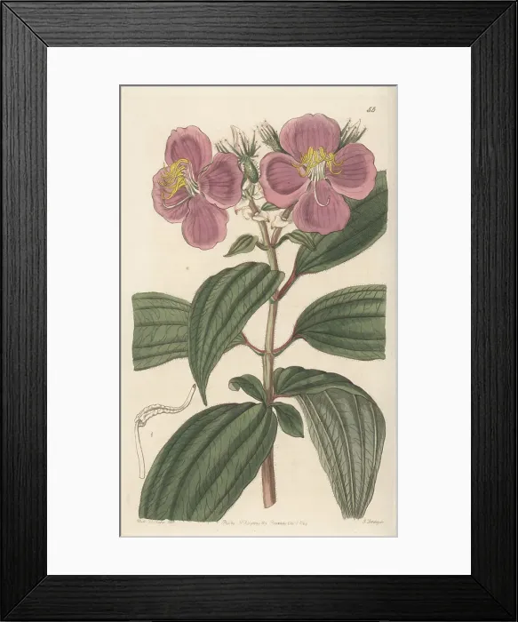 Framed Print : Starry osbeckia, Osbeckia stellata Framed Print : Starry osbeckia, Osbeckia stellata
