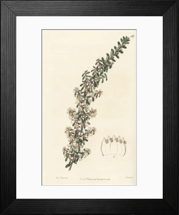Framed Print : Waxy cryptandra, Cryptandra arbutiflora Framed Print : Waxy cryptandra, Cryptandra arbutiflora