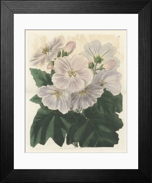 Framed Print : Corynabutilon vitifolium Framed Print : Corynabutilon vitifolium