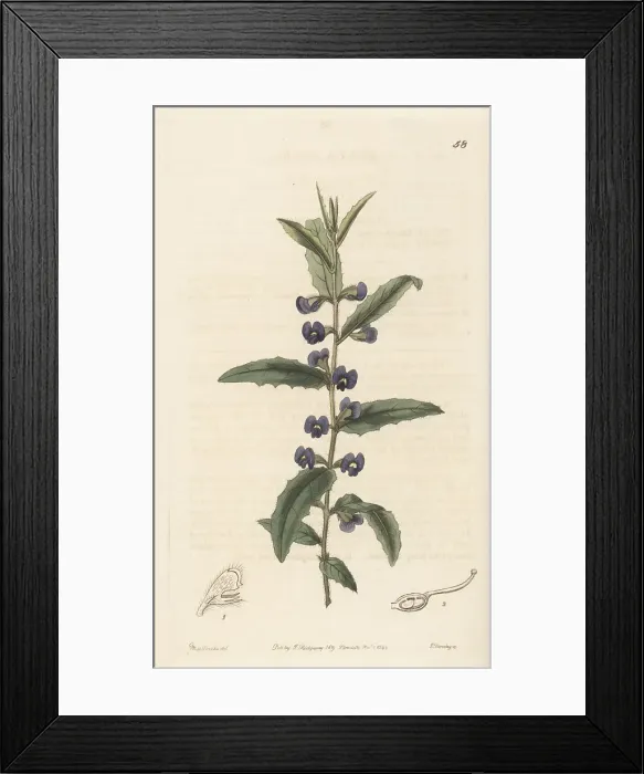 Framed Print : Holly-leaved hovea, Hovea chorizemifolia Framed Print : Holly-leaved hovea, Hovea chorizemifolia